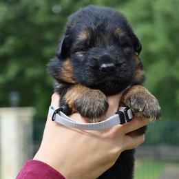 Kruiser - Black and red male German Shepherd puppy in Canton, Texas from WILDWOOD GERMAN SHEPHERDS
