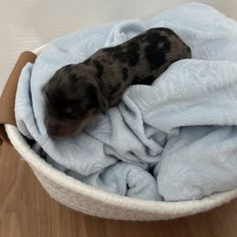 Dachshund Puppies from S&C Doxies