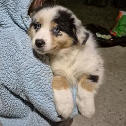 Foxy - Blue merle female Australian Shepherd puppy in Mc Alpin, Florida from RussKris Farms Aussies