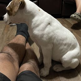 American Bulldog Puppies from Rogue Native Bulldogs