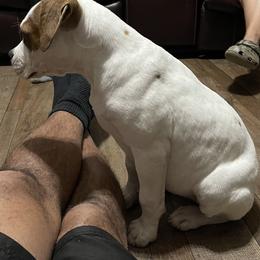 American Bulldog Puppies from Rogue Native Bulldogs