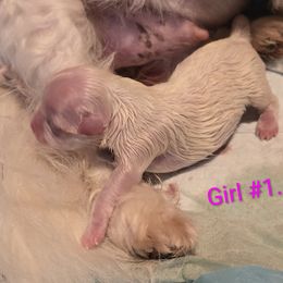 Juliet - White female Maltese puppy in Jacksonville, North Carolina from Grantham Maltese