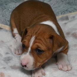 Sienna...Red female, 2 - Red and white female Basenji puppy in Eugene, Oregon from Basenji Puppies