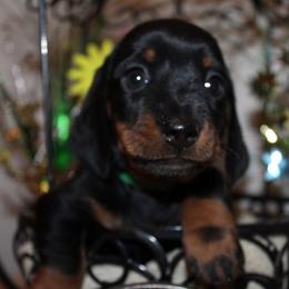 Boy 2 - Black and tan male Dachshund puppy in Craig, Colorado from Rocky Mountain Shih Tzus and Dry Creek Miniature Dachshunds