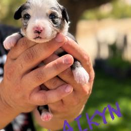 Laikyn - Blue merle female Miniature American Shepherd puppy in Sanger, California from Flying M Cactus Ranch Buddies