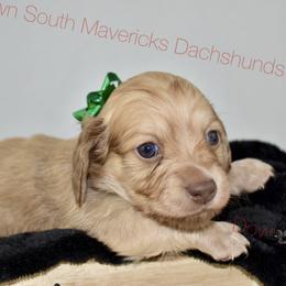 Shaded Cream - Cream male Dachshund puppy in Seminary, Mississippi from Down South Mavericks Dachshunds