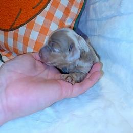 Isabella Girl - Fawn (isabella) and tan female Dachshund puppy in Woodburn, Iowa from Rolling S Ranch Doxies