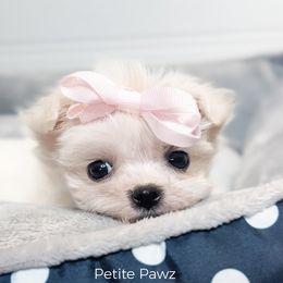 Aleena - White female Maltese puppy in Tampa, Florida from Petite Pawz