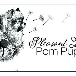 Pomeranians from Pleasant Lake, Pom Pups