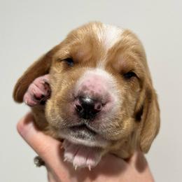 Oh Henry (gray) - Red and white male Basset Hound puppy in Kingsport, Tennessee from Bear’s Bassets