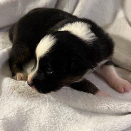 Hurdy Gurdy - Black tri-color female Australian Shepherd puppy in Bennett, Colorado from Alolan Angel Aussies
