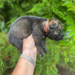 Orange Collar Male - Sable male German Shepherd puppy in Milan, Illinois from Stonewick German Shepherds
