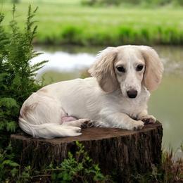 Turtle - Dachshund