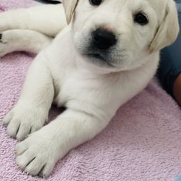 Labrador Retriever Puppies from Moca's Labrador's