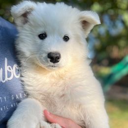 Snowflake - White female Samoyed puppy in Tremonton, Utah from Sugar Sweet Samoyeds