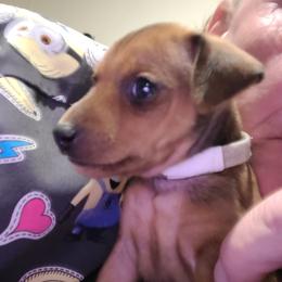 Grey - Stag red male Miniature Pinscher puppy in Phelan, California from Desert Rose Kennel