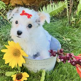 Sugar - Black and white female Companion Cross puppy in Mankato, Minnesota from Tiny and Treasured