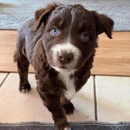 Eve - Red tri-color female Australian Shepherd puppy in Litchfield, New Hampshire from Aussies Edge Farm