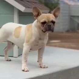 French Bulldogs from Beverly Hills Frenchies