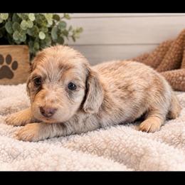Finn - Fawn (isabella) and cream male Dachshund puppy in Bakersfield, California from Pretty Dachshunds 661