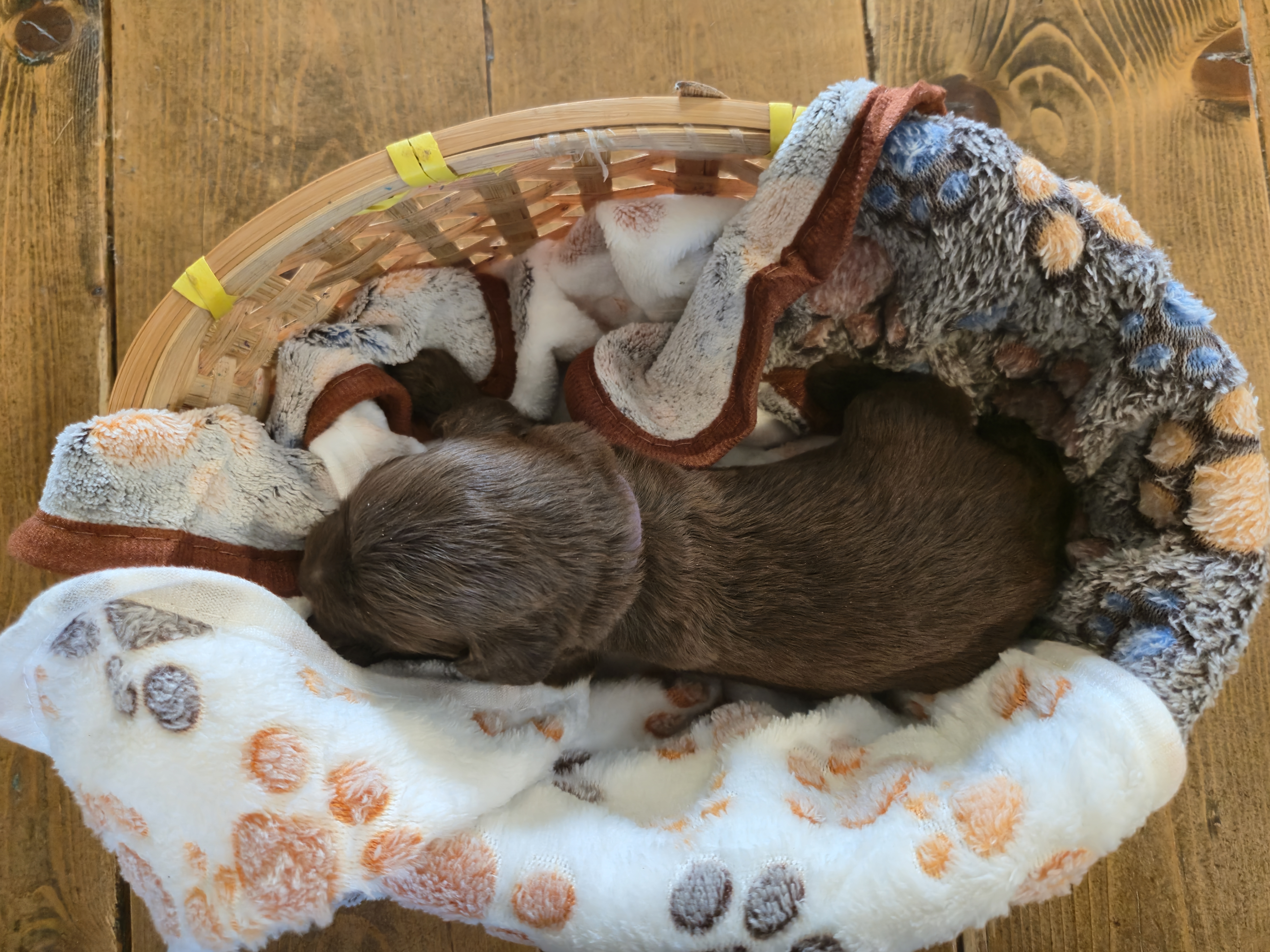 Whoodle Puppies from White's Whoodles
