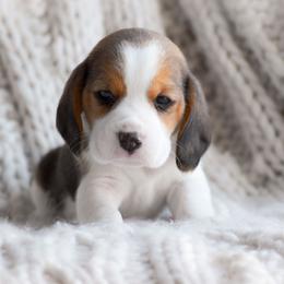 Blythe - Black tan and white female Beagle puppy in Caldwell, Ohio from Folklore Kennel