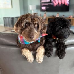Hazel - Aussiedoodle