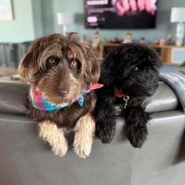 Hazel - Aussiedoodle
