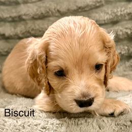 Biscuit - Cream male Cocker Spaniel puppy in Sumter, South Carolina from Cocker Eclipse In Home Kennel