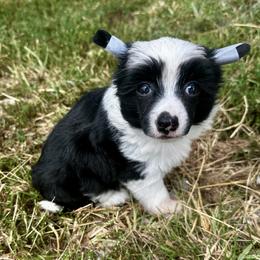 Puff girl - Black and white female Chinese Crested puppy in Rockvale, Tennessee from Cosmic Chinese Cresteds & Wind-Echo Poodles