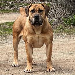 Jane - Boerboel