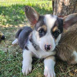 Gray boy - Black and tan male Pembroke Welsh Corgi puppy in Corvallis, Montana from Montana Corgi Corral