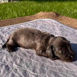 AKC - Zeus - Dapple male Dachshund puppy in Omaha, Nebraska from Colorful Dachshunds