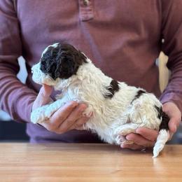 Boy 1 - Brown male Lagotto Romagnolo puppy in Sugar Valley, Georgia from Pinnacle Farm and Kennel