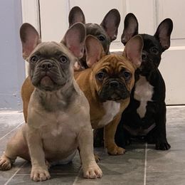 French Bulldogs from Franceschi French Bulldogs