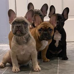 French Bulldogs from Franceschi French Bulldogs