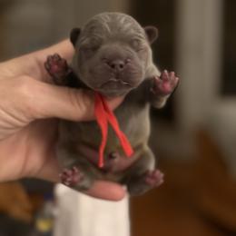 Blue boy (Red Collar)(Dottie x Nemesis) - Blue male French Bulldog puppy in Gulf Breeze, Florida from SW Frenchies