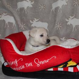 Iolite -Purple - White female German Shepherd puppy in Grimes County, Texas from Double H German Shepherds
