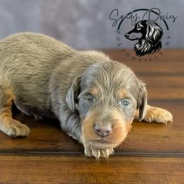 Casper - Gray (blue) and tan male Dachshund puppy in Fultonville, New York from Sandy Aussies, Mini Dachshunds & Pomeranians