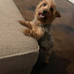 Emma - Yorkshire Terrier