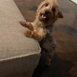 Emma - Yorkshire Terrier
