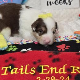 Canela - Red merle Miniature Australian Shepherd puppy in Middleburg, Florida from Tails End Ranch
