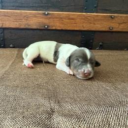 Basil - Piebald female Dachshund puppy in Clifton, Idaho from Diamondline Doberman