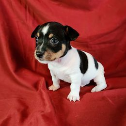 Otis - White and black male Teddy Roosevelt Terrier puppy in Claremore, Oklahoma from Travelin' Man Terriers