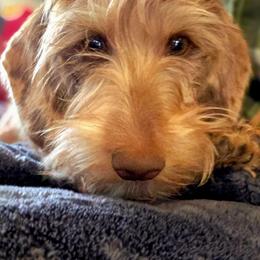 Brynlie - Dachshund