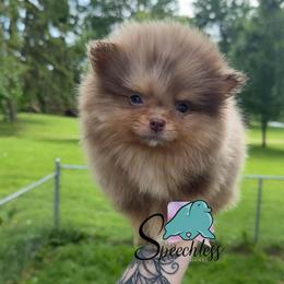 Mirabel - 4500.00 dollars - Chocolate merle female Pomeranian puppy in Perry County, Ohio from Speechless Pom’s