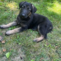 German Shepherd Puppies from Witmer Shepherds