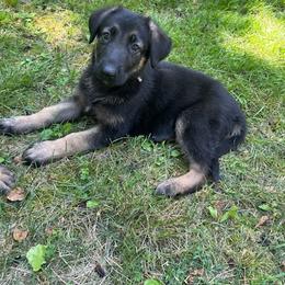 German Shepherd Puppies from Witmer Shepherds
