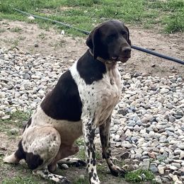 Bean - German Shorthaired Pointer