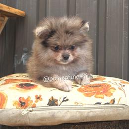 Melian - Blue merle female Pomeranian puppy in Boca Raton, Florida from Poms of The Shire